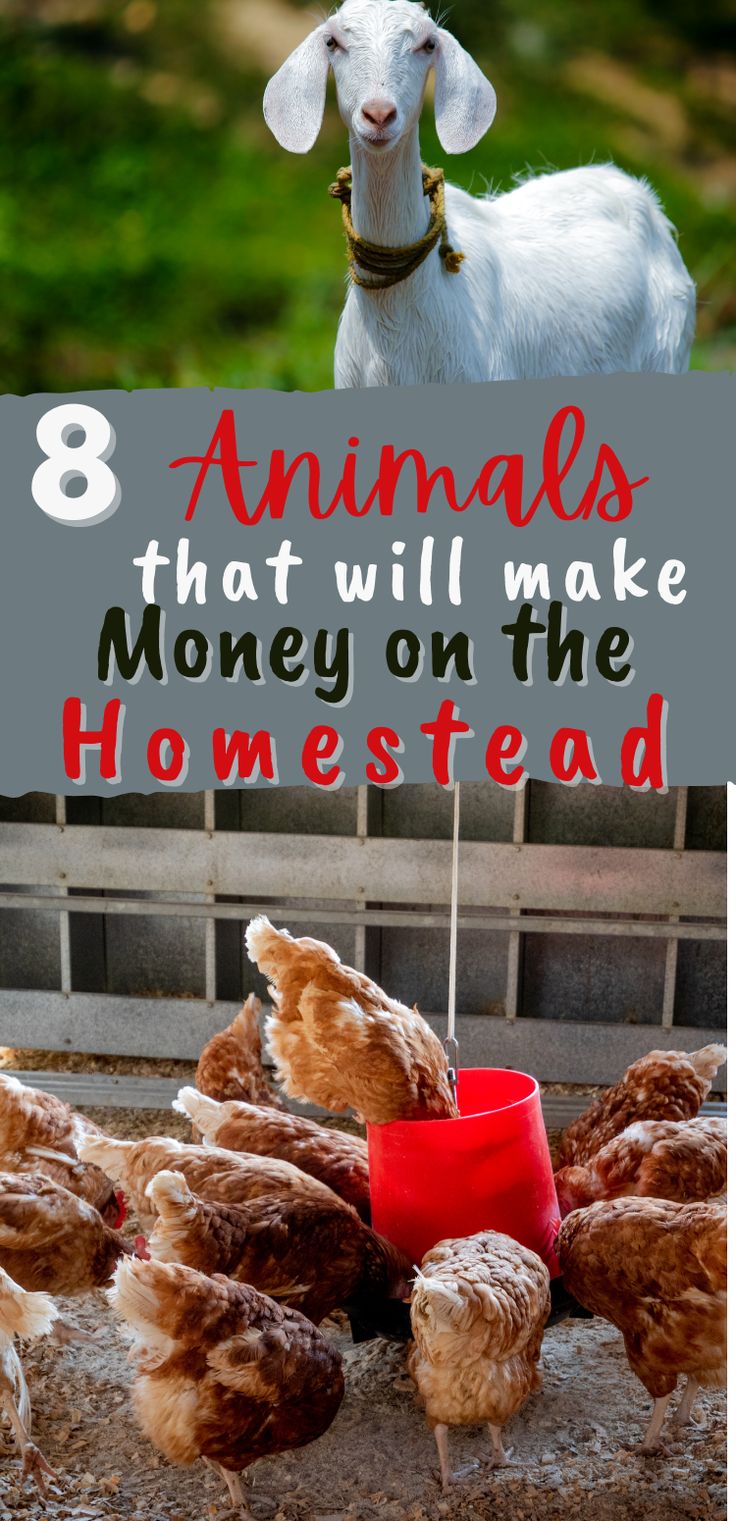 a goat and chickens eating out of a bowl with the words 8 animals that will make money on the homestead