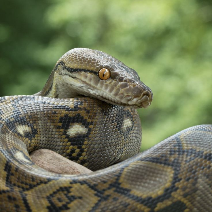 a large snake is curled up on top of a rock in front of some trees