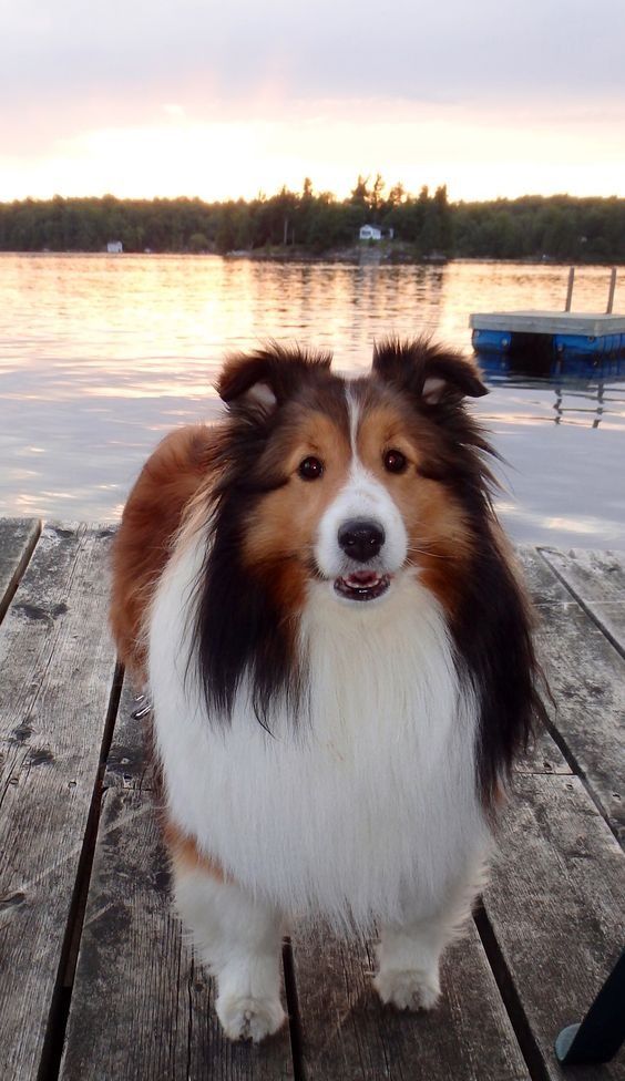 a brown and white dog standing on top of a wooden dock