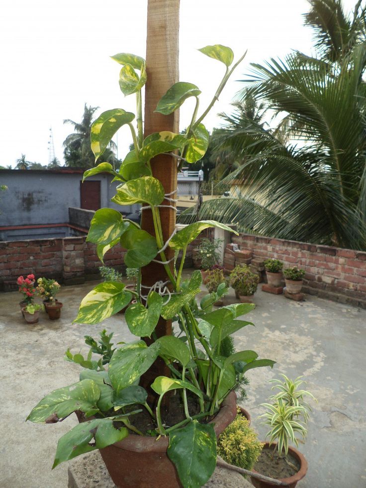 there are many potted plants on the outside patio, and one plant is growing out of it