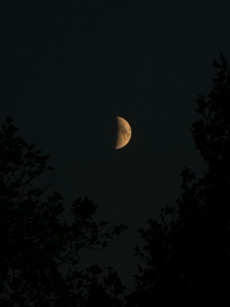 the moon is seen through some trees in the dark night sky, with no clouds