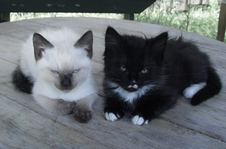 two black and white cats sitting on top of a wooden table