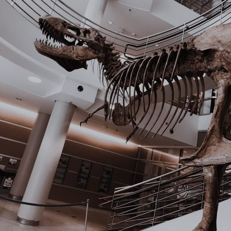 a dinosaur skeleton is in the middle of a museum