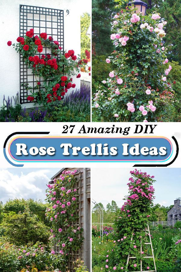 rose trelliss are an easy way to grow roses in the garden and decorate with them