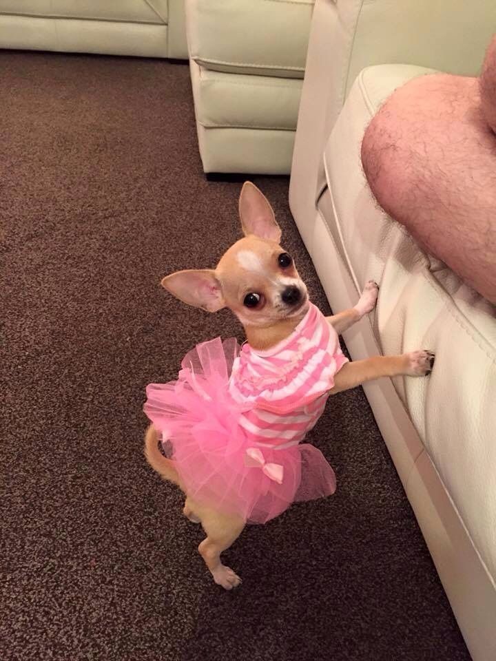 a small dog in a pink dress standing on its hind legs next to a couch