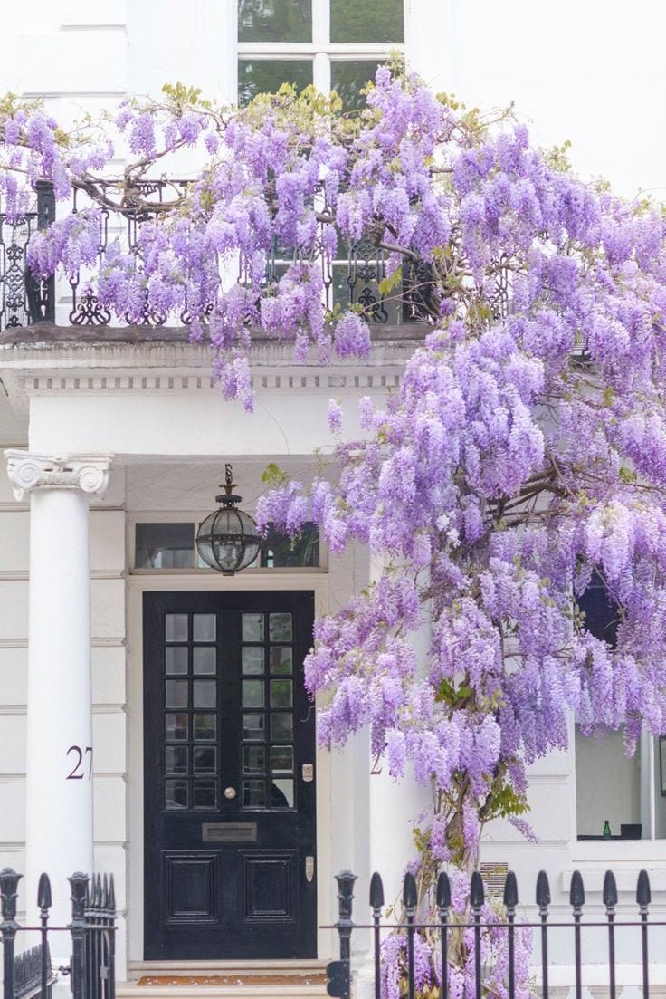 purple flowers growing on the side of a white building with a black door and wrought iron fence