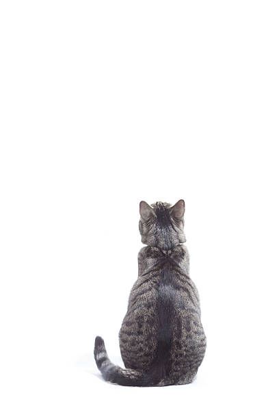 a cat sitting on the ground with its back turned to look at something in the distance