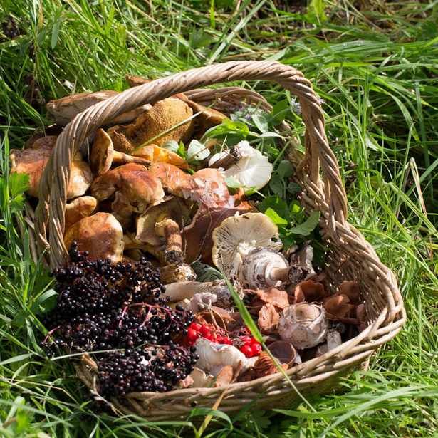 a basket filled with mushrooms and berries sitting in the grass