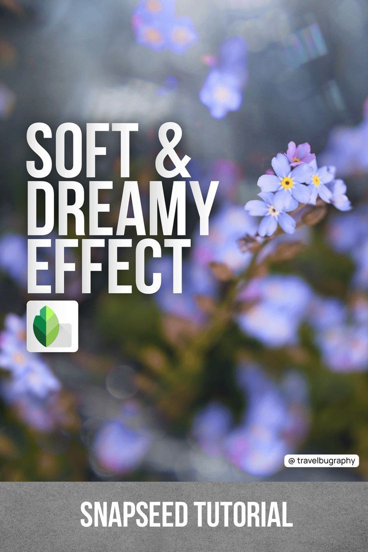 the text soft and dreamy effect is displayed in front of blue flowers with green leaves