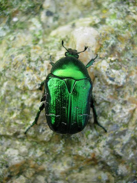 a green beetle sitting on top of a rock