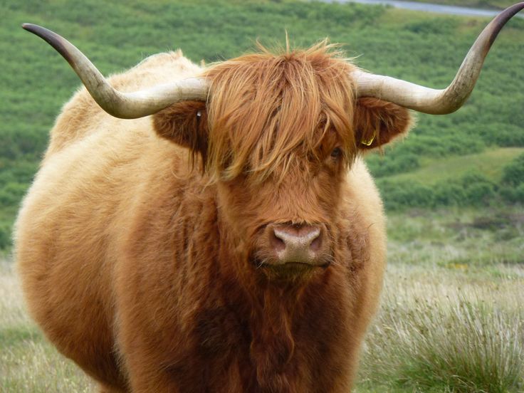 an animal with long horns standing in the grass