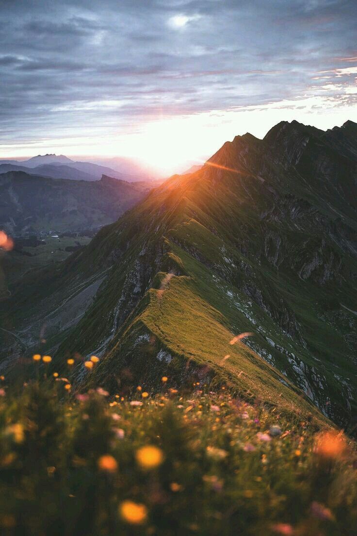 the sun shines brightly in the distance on top of a grassy hill with wildflowers