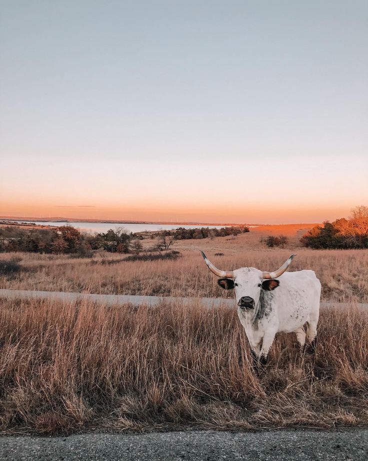 a white cow standing in the middle of a field with tall grass and water behind it