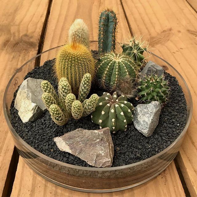 a glass bowl filled with lots of different types of cactuses and rocks on top of a wooden table