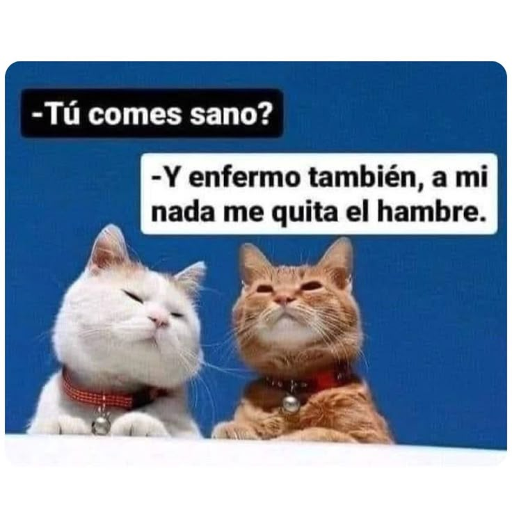 two cats sitting next to each other with the caption'tu comes sano? '