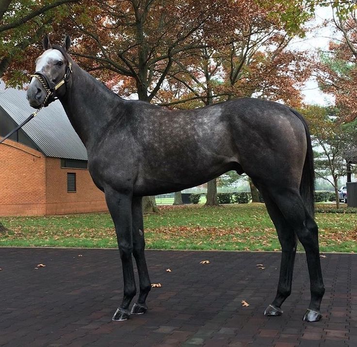 a black horse standing on top of a brick floor next to trees and buildings in the background