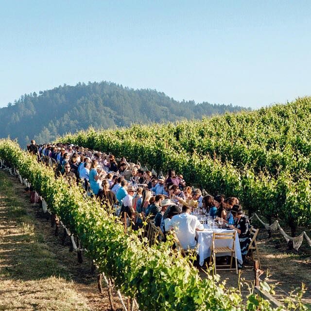 a large group of people sitting at tables in the middle of a vineyard