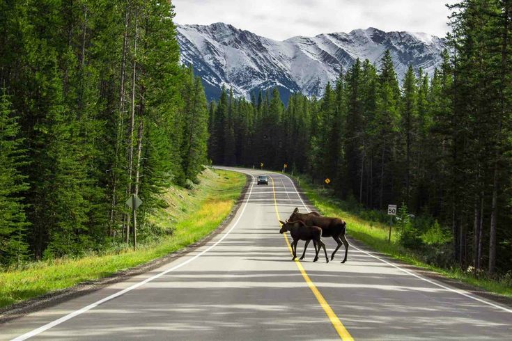 two moose crossing the road in front of a car