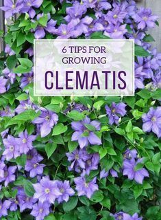 purple clematis growing on the side of a building with text overlay that reads 6 tips for growing clematis