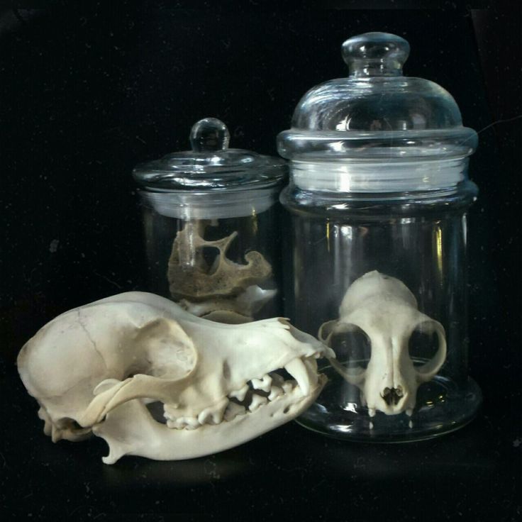 there are two jars with skulls in them