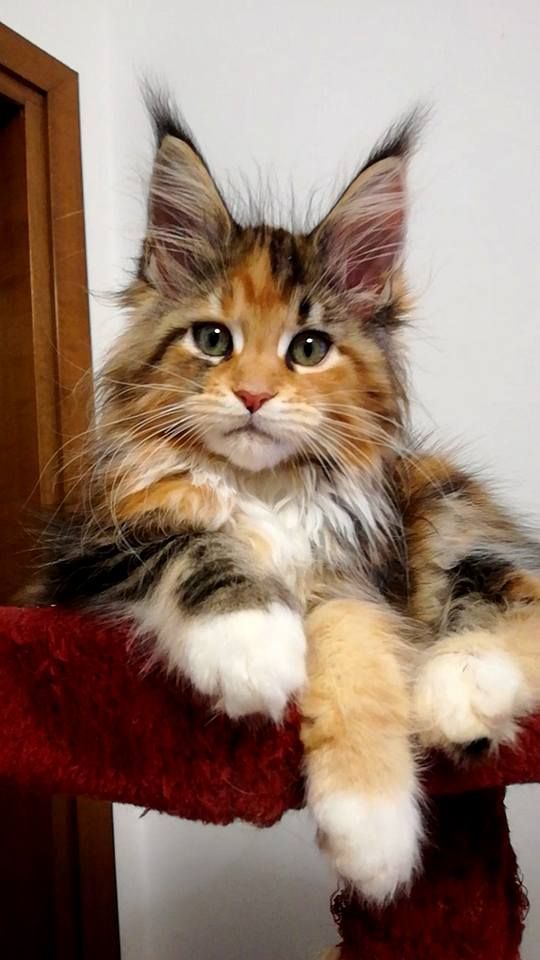 a fluffy cat sitting on top of a red rug next to a wooden door and mirror