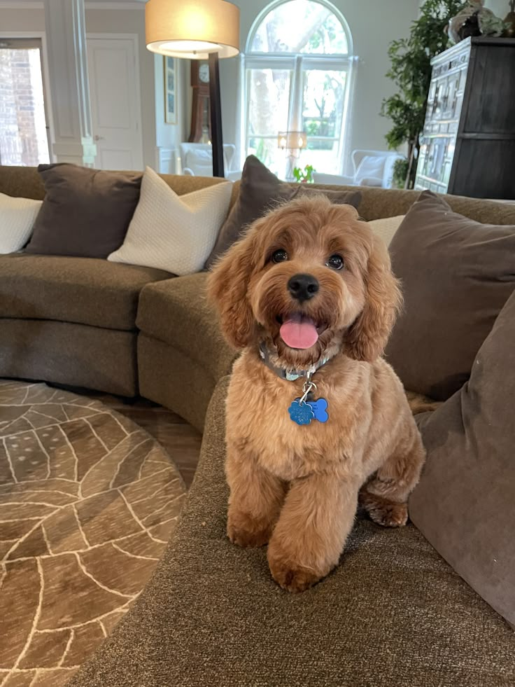 a brown dog sitting on top of a couch in a living room next to pillows