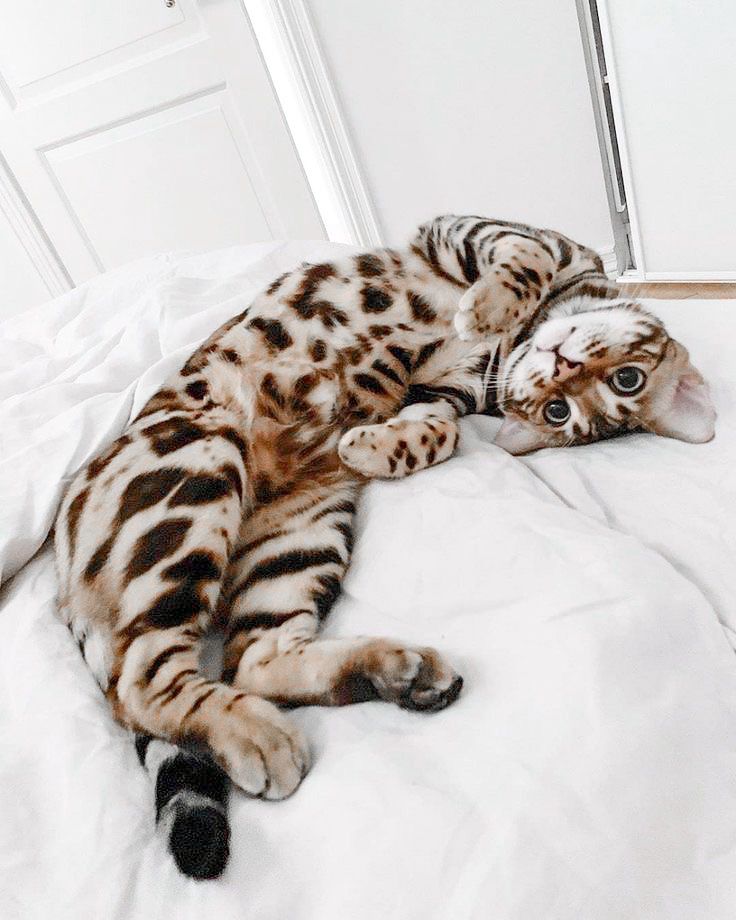 a cat laying on top of a bed next to a door