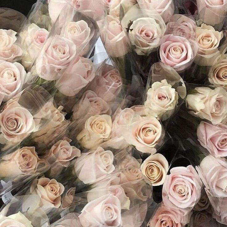 large bouquets of pink and white roses are wrapped in clear cellophane