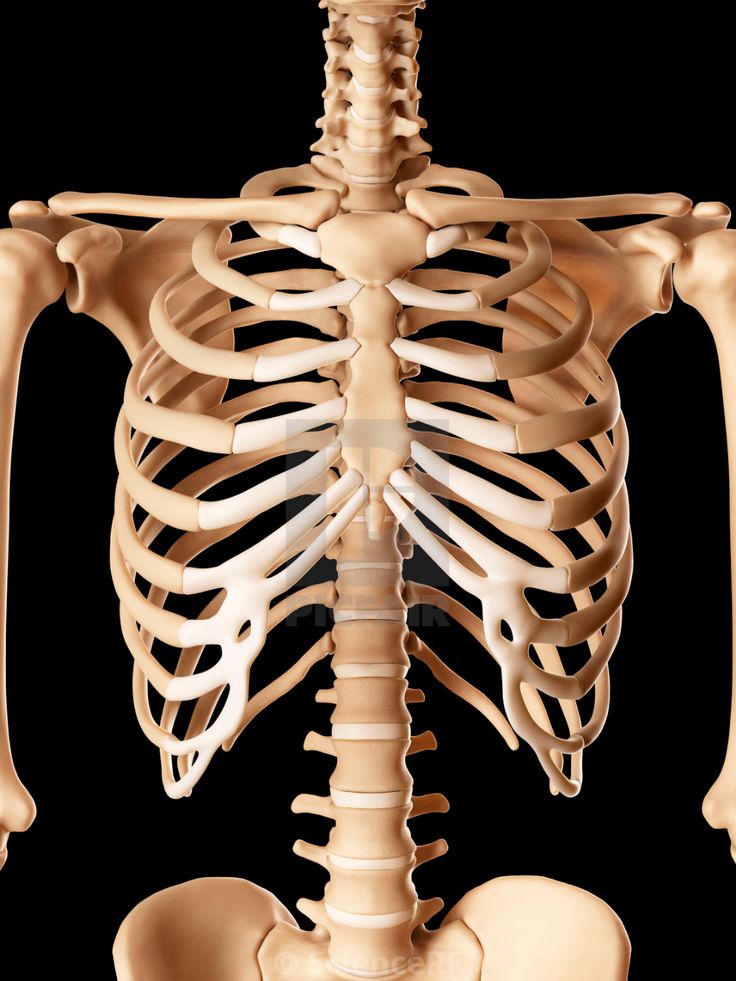 the human skeleton is shown with ribs and shoulder bones highlighted in white, on a black background