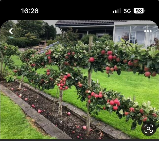 an apple tree with lots of fruit growing on it's branches in a garden