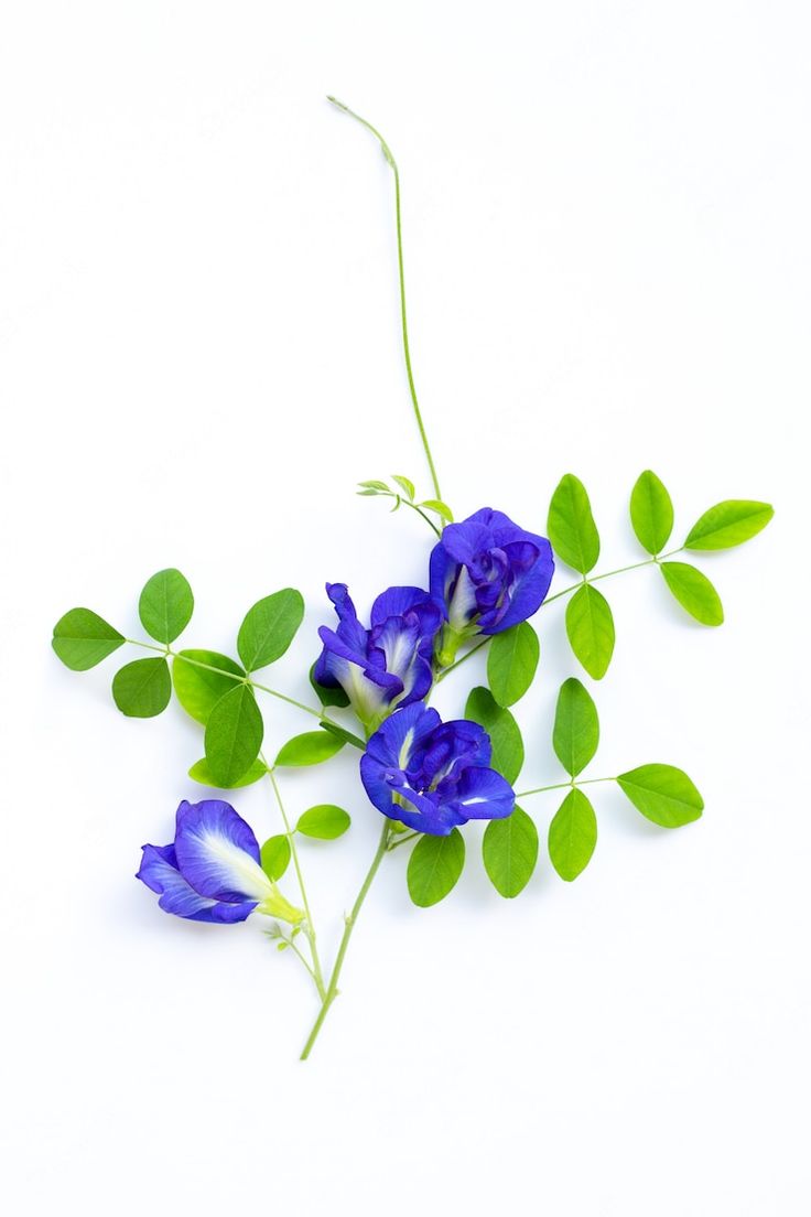 some blue flowers and green leaves on a white background