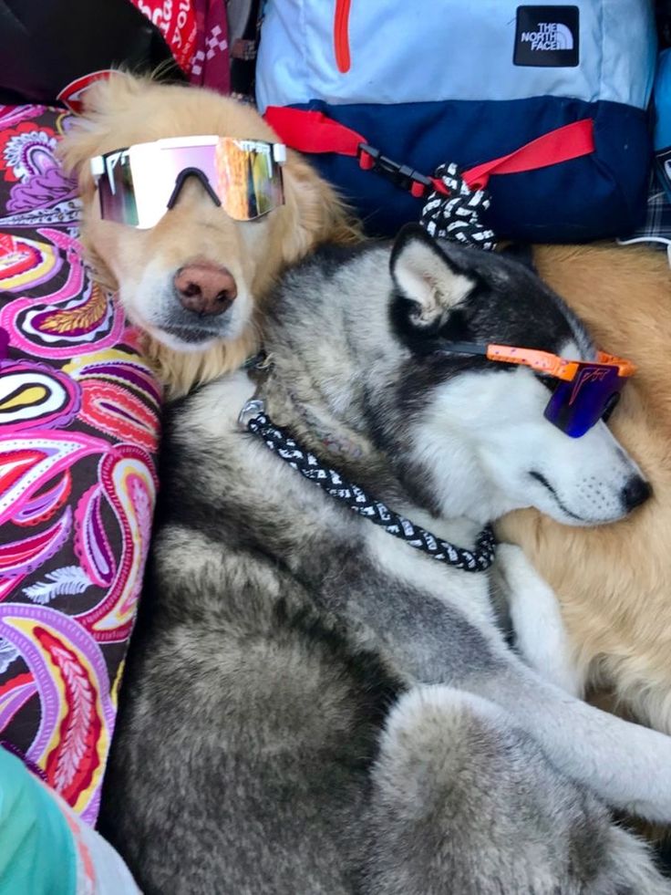 two dogs wearing goggles laying on a bed