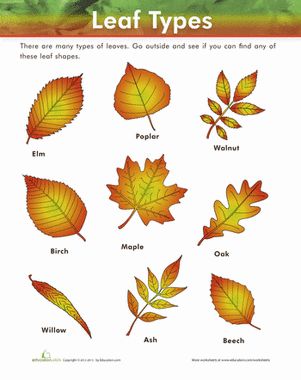 the leaf types are shown in this poster, and it is also available for kids to learn