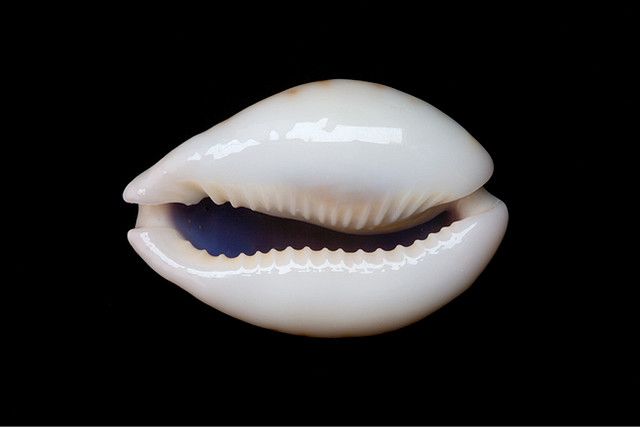 a white shell with an open mouth on a black background