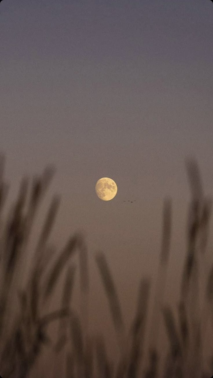 the full moon is seen through some tall grass