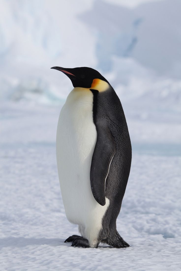 a penguin standing in the snow looking at something