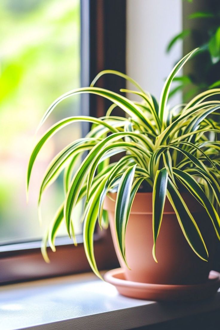 a potted plant sitting on top of a window sill