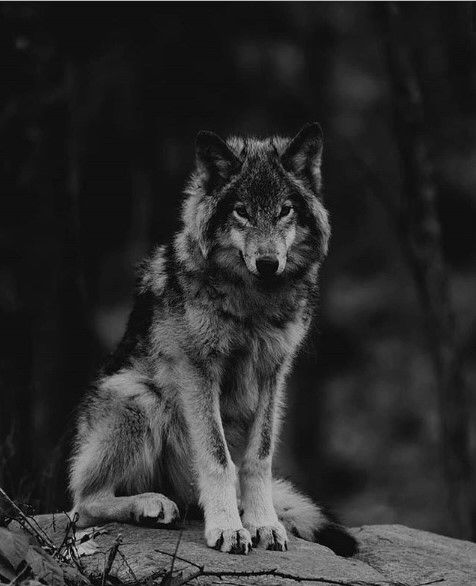 a black and white photo of a wolf sitting on a rock