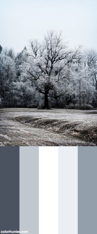 a field with trees and grass covered in frosty weathering color palettes for the winter season