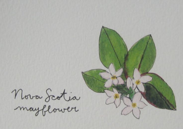 a card with some flowers on it and the words mama seta mayflower written in black ink