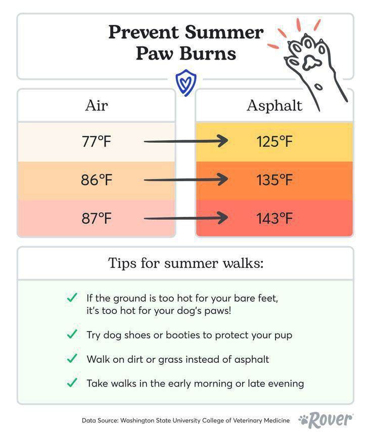 an info sheet describing how to use sunscreens for your dog's health