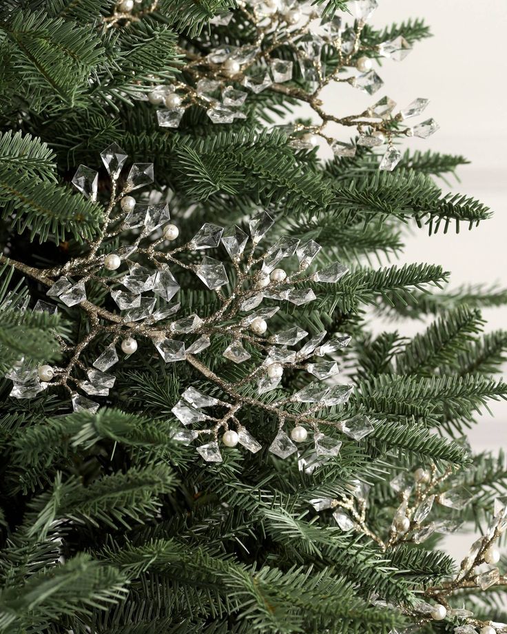 the branches of a pine tree are covered with ice