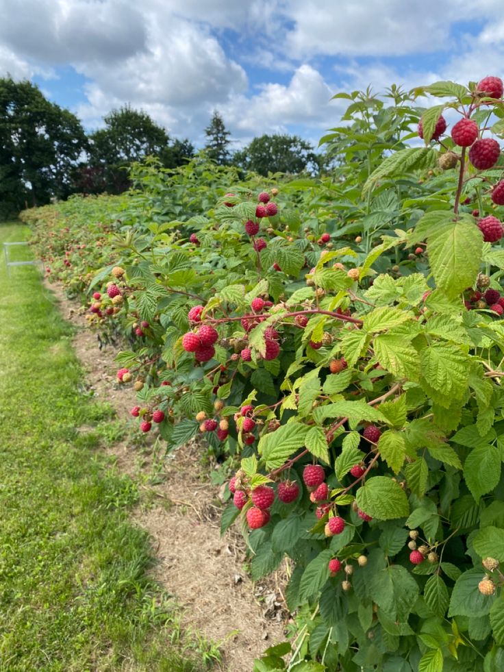 raspberries growing on the side of a field with green grass and blue sky in the background