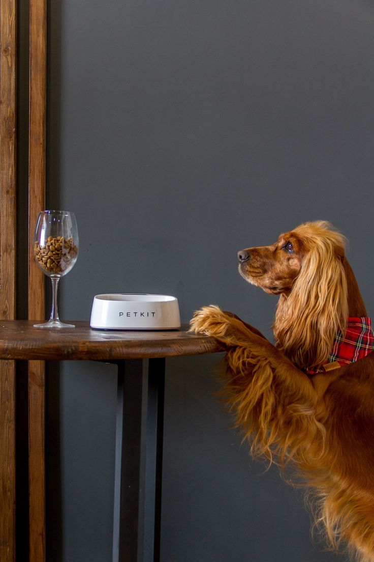 a brown dog standing on its hind legs looking at a food dish on a table