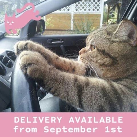 a cat sitting in the driver's seat of a car with its paw on the steering wheel