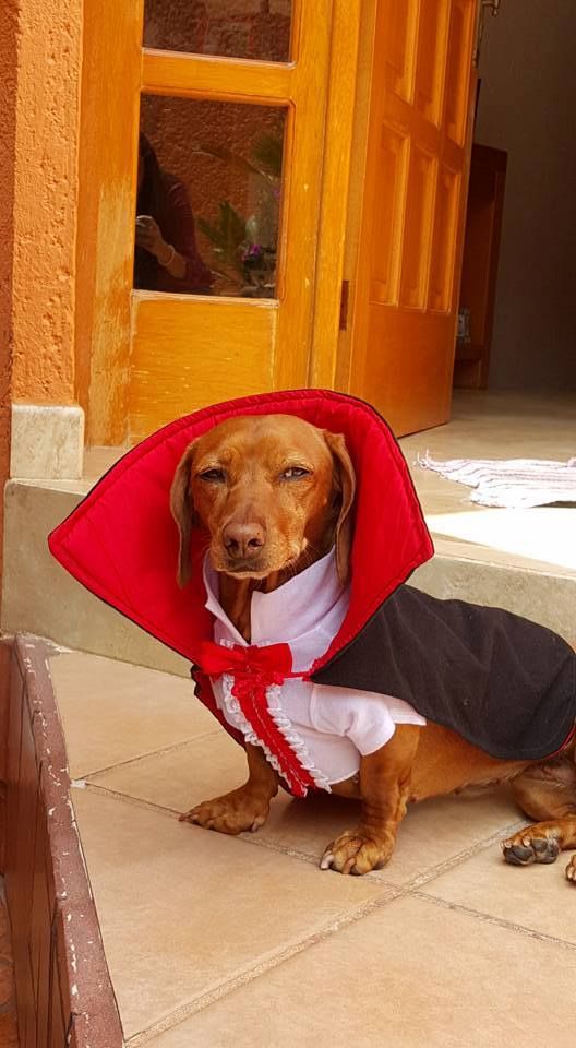 a dachshund dog dressed in a costume sitting on the ground next to a door