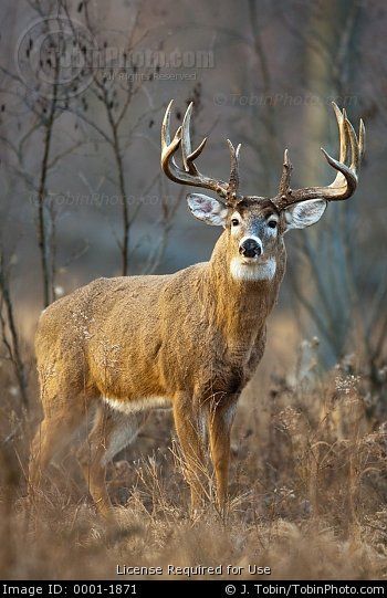 a deer with large antlers standing in the woods