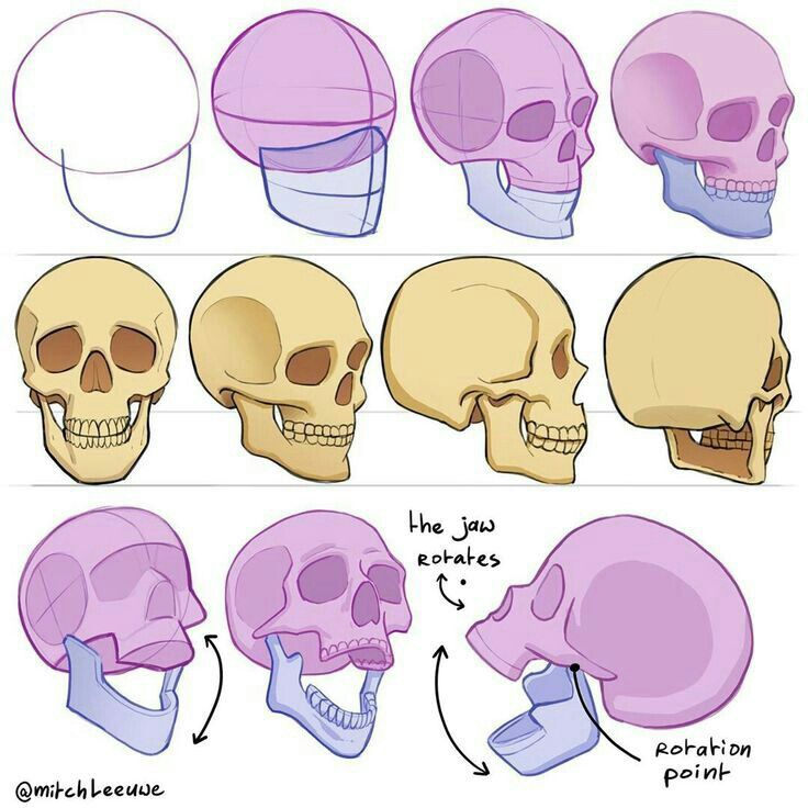 the different types of skulls are shown in this drawing lesson, which shows how to draw them