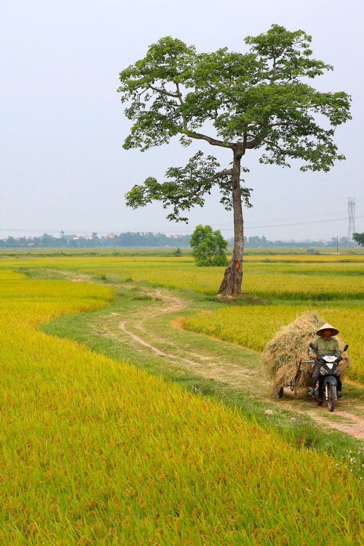 a person riding a motorcycle down a dirt road next to a large tree and grass field