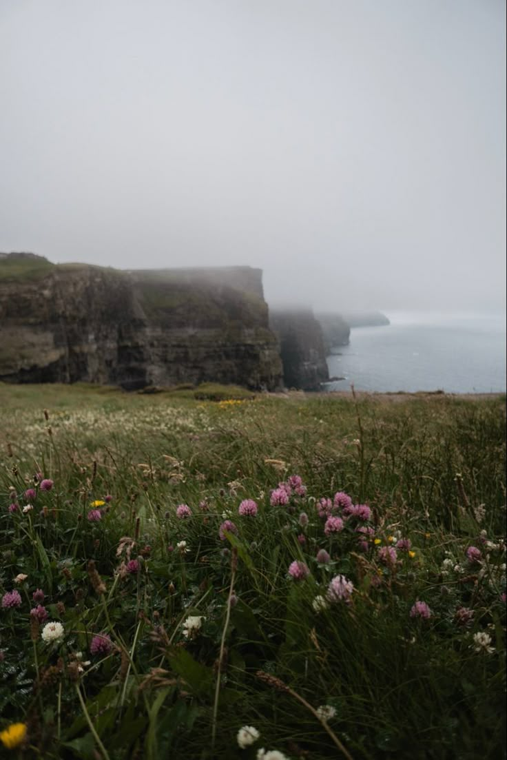 some grass and flowers by the water on a foggy day with cliffs in the background